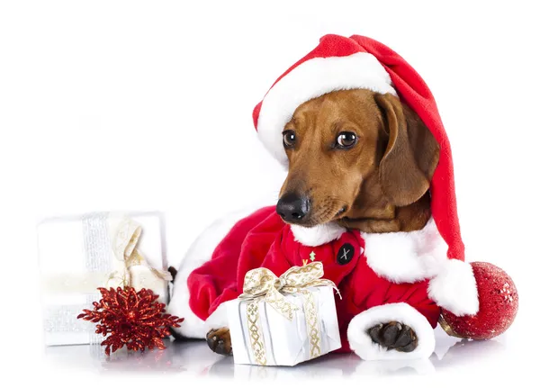 Pes jezevčík klobouk santa — Stock fotografie