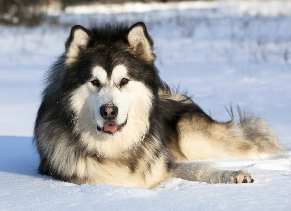 Dog Malamute in the snow — Stock Photo, Image