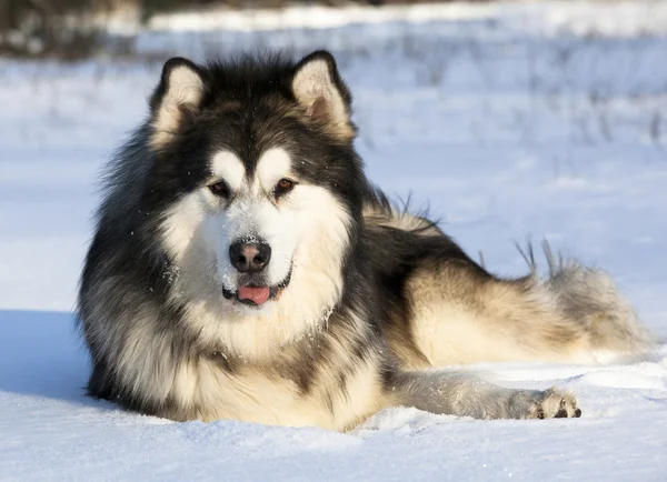 Perro Malamute en la nieve —  Fotos de Stock