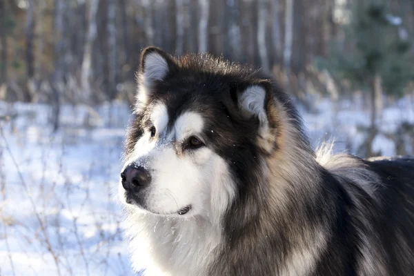 Malamute cão na neve — Fotografia de Stock