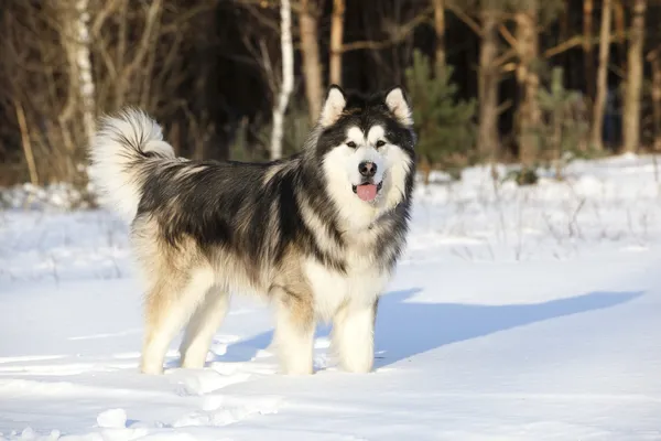 Köpek malamute kar — Stok fotoğraf