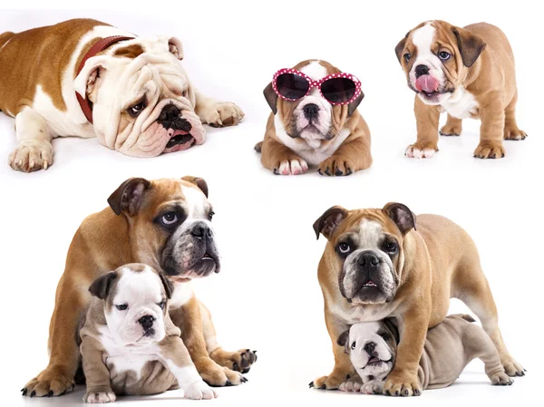 Bulldog inglese — Foto Stock