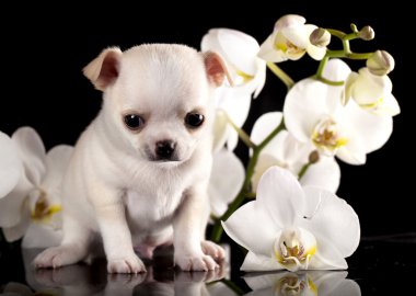 Chihuahua puppies clipart