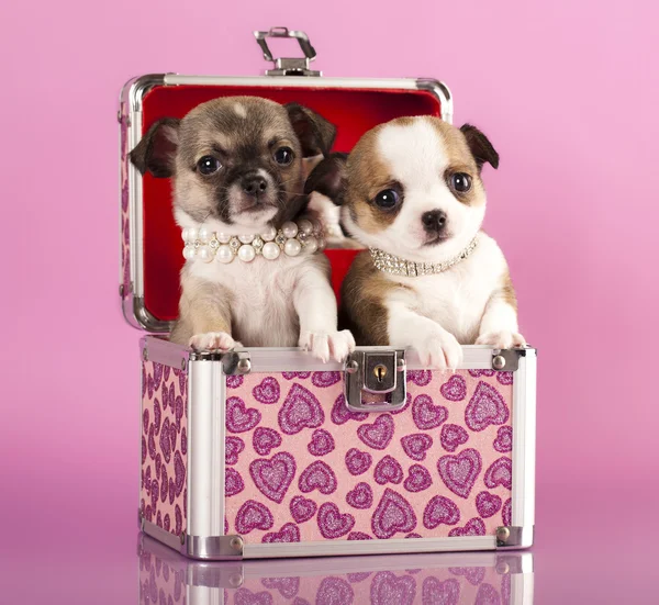 Chihuahua puppies — Stock Photo, Image