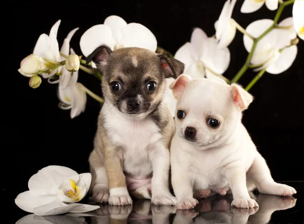 Chihuahua valpar — Stockfoto