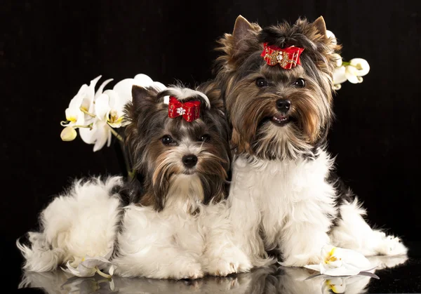 Biewer Yorkshire terrier — Fotografia de Stock