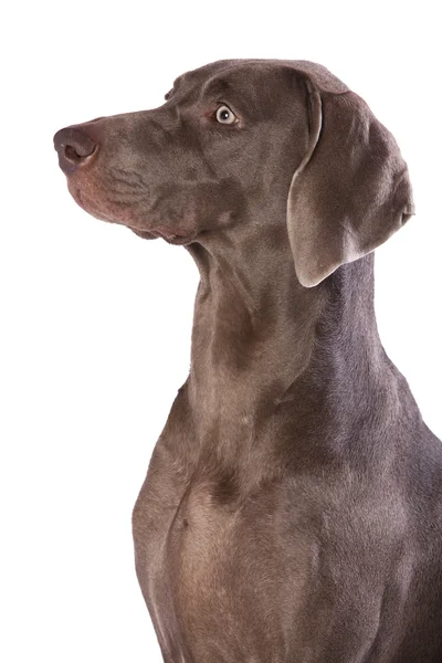 Wyżeł weimarski pies — Zdjęcie stockowe