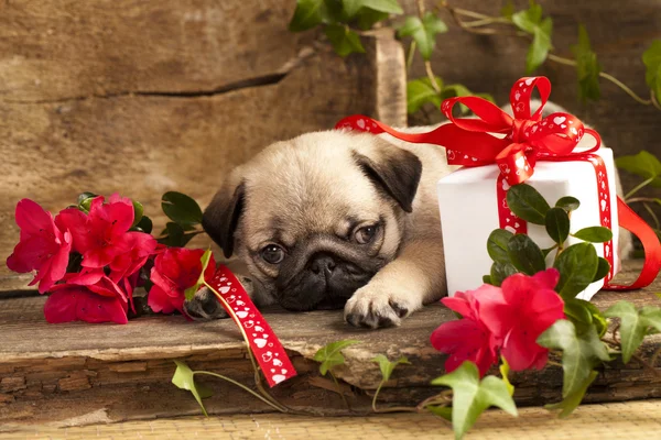 Pug puppy — Stockfoto