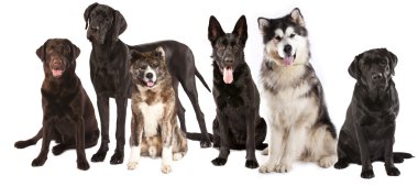 Group of dogs clipart