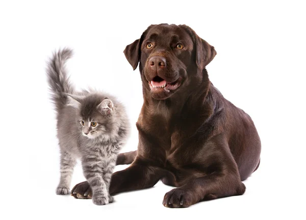 Gato y perro — Foto de Stock