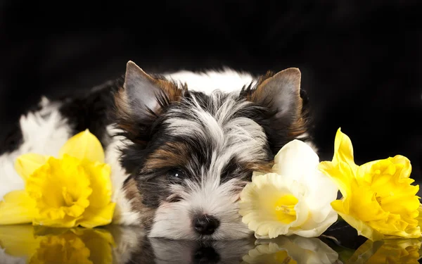 Bobří Jorkšírský teriér a květiny Narcis — Stock fotografie