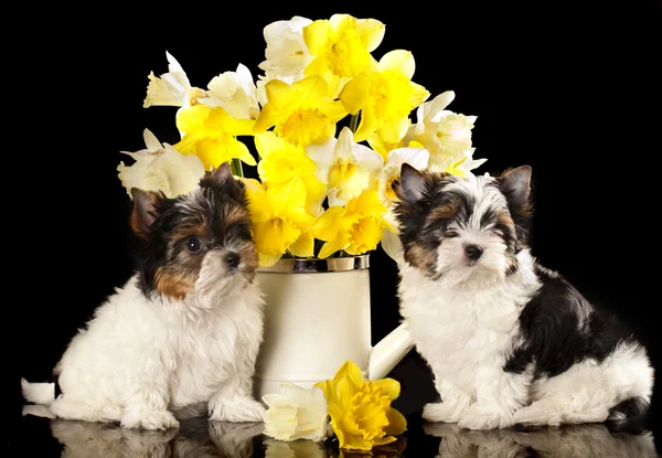 Hód Yorkshire Terrier és nárcisz virág — Stock Fotó