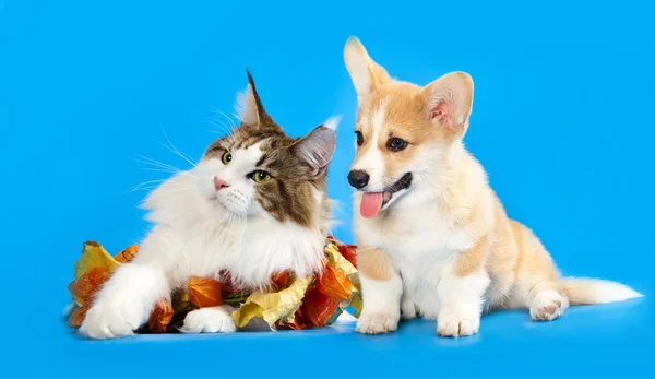 Кошка и собака — стоковое фото