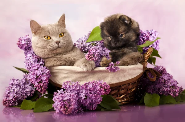Шпіц цуценя і кіт — стокове фото