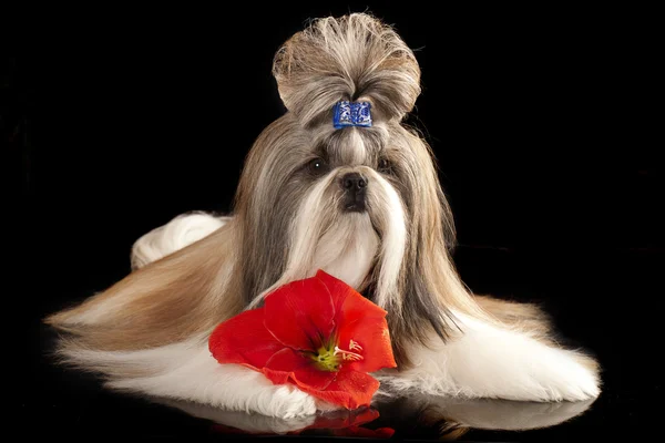 Shih-tzu dog — Stock Photo, Image