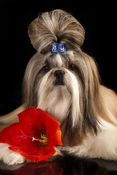 Shih-tzu dog — Stock Photo, Image