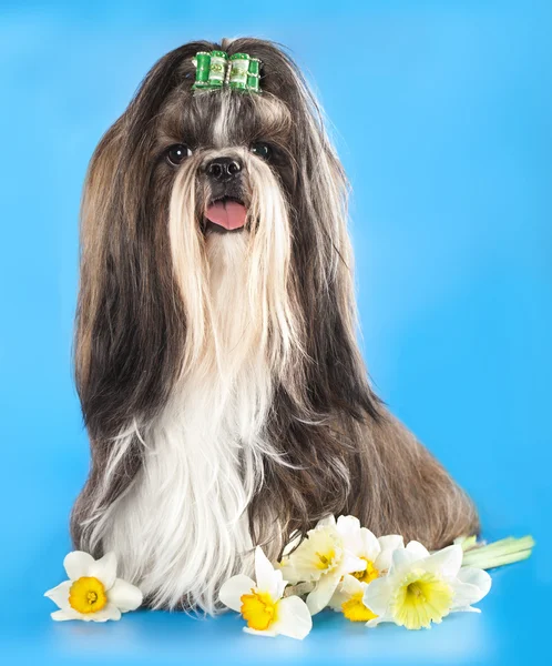 Pies shih-tzu — Zdjęcie stockowe