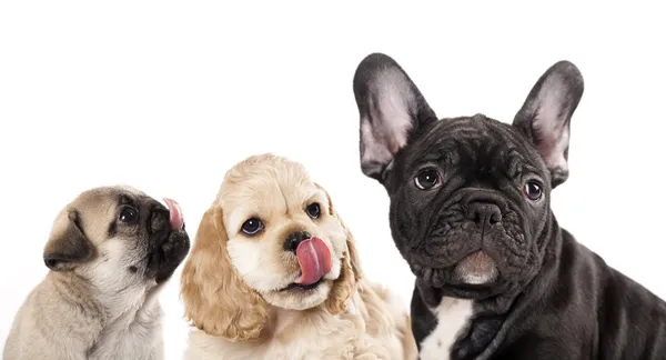 Tongue licking puppy — Stock Photo, Image