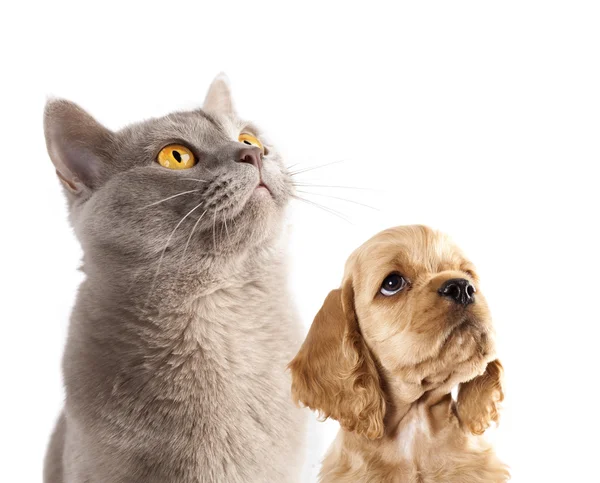 Puppy en kat — Stockfoto