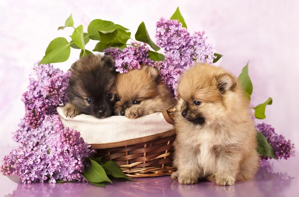 Cachorro spitz e flores lilás — Fotografia de Stock