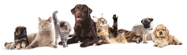 Katzen und Hunde — Stockfoto