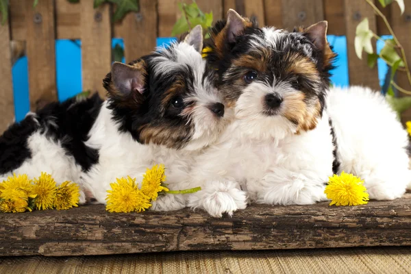 Puppies Beaver Yorkshire Terrier — Stock Photo, Image