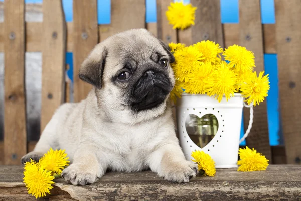 Pug puppy — Stockfoto