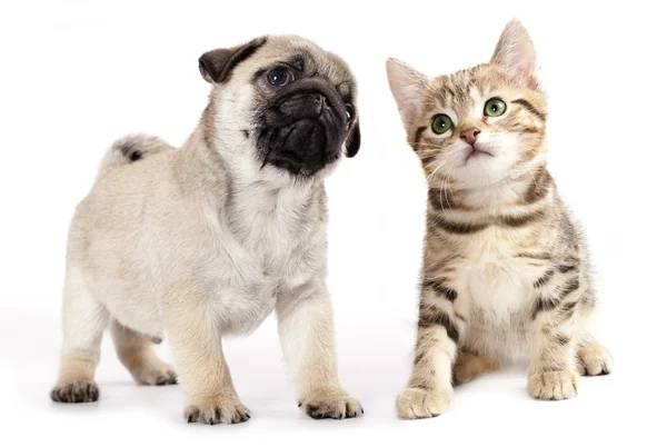 Pug ve kitten — Stok fotoğraf