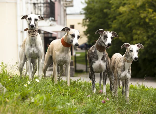 Grupo cão — Fotografia de Stock