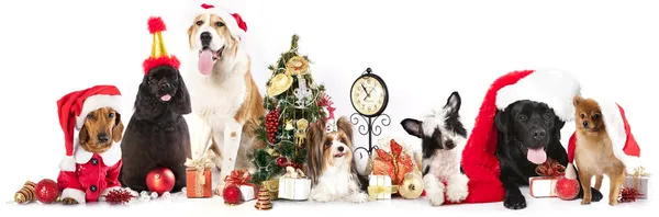 Perro y gato y gatitos con un sombrero de santa — Foto de Stock