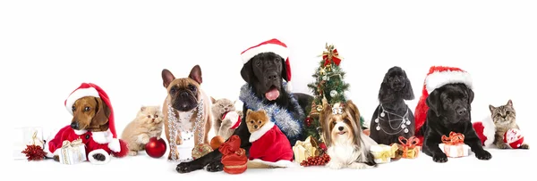 狗和猫和 kitens 戴着圣诞老人帽子 免版税图库照片