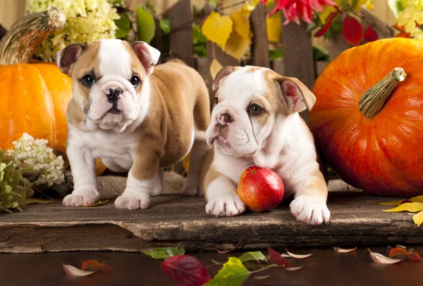 English bulldogs and a pumpkin — Stock Photo, Image
