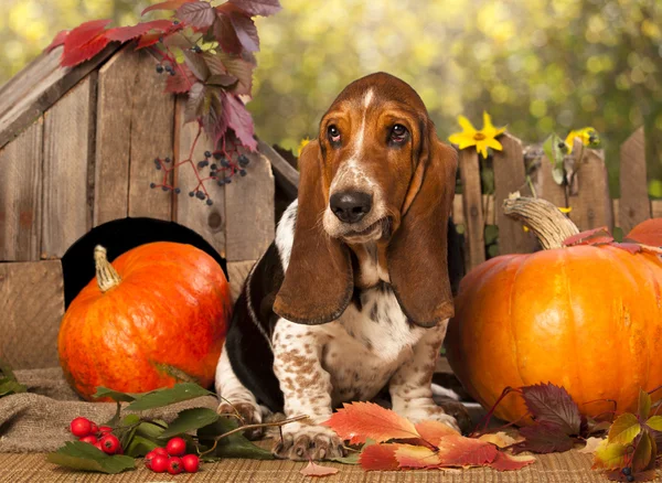 Cão de Basset — Fotografia de Stock