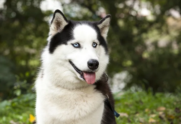 Siberische Husky hond — Stockfoto