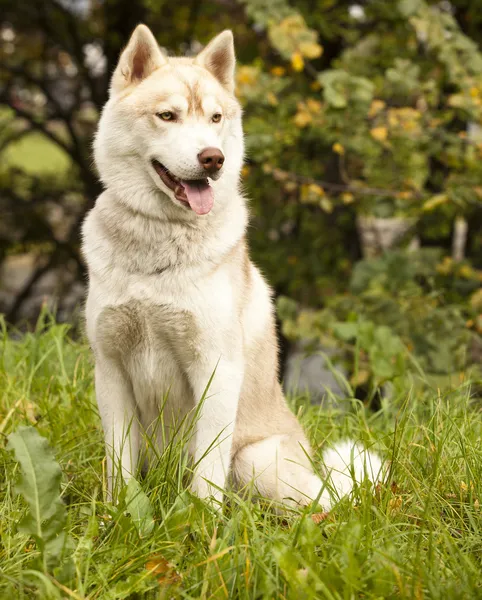 Szibériai husky kutya — Stock Fotó