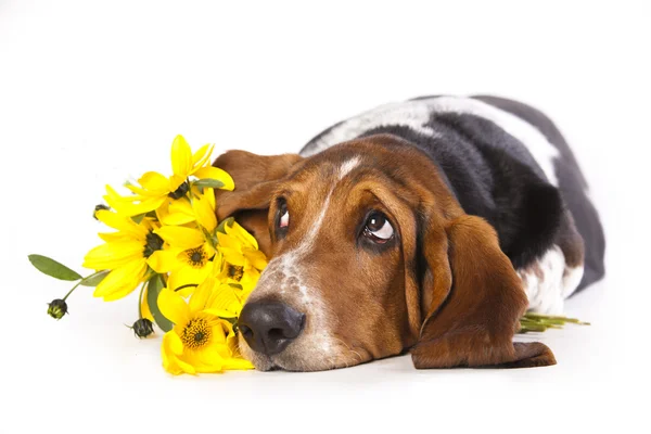 Basset hound en bloemen gele kamille — Stockfoto