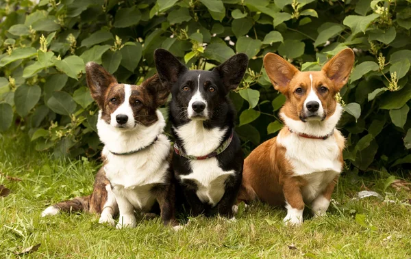 Tre cani gallesi Corgi Pembroke seduti sull'erba — Foto Stock