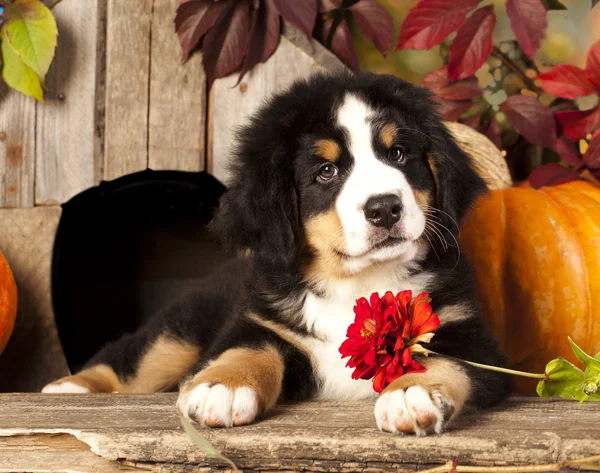 BERNSKÝ SALAŠNICKÝ PES štěně portrét v zahradě — Stock fotografie