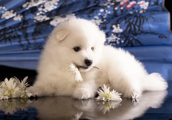 Tik och valpar japansk spets — Stockfoto