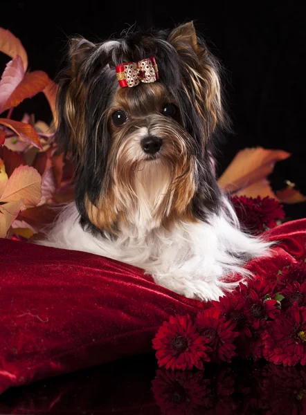 Castor Yorkshire Terrier — Fotografia de Stock