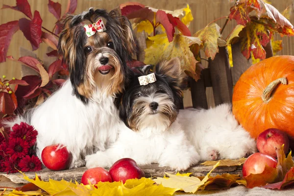 Bäver yorkshire terrier — Stockfoto