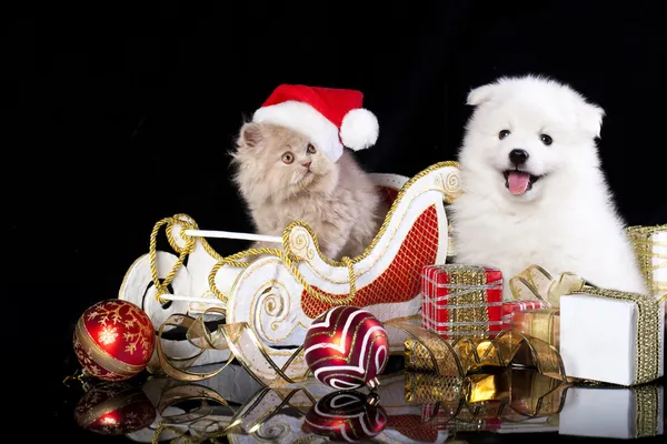 Kedi ve köpek. — Stok fotoğraf