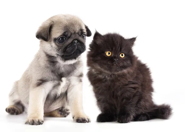 Gruppo di cani e gatti — Foto Stock