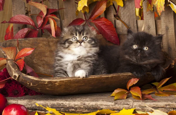 Persiska kattungar — Stockfoto