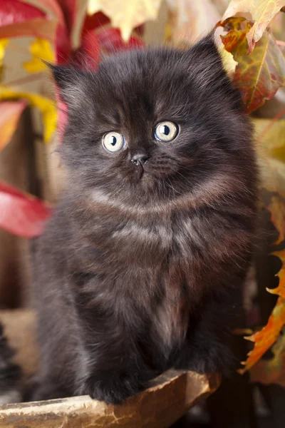 Fluffy kitten on a background of leaves and boards — Stock Photo, Image