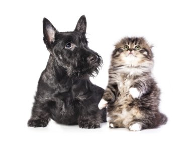 Kitten and puppy clipart