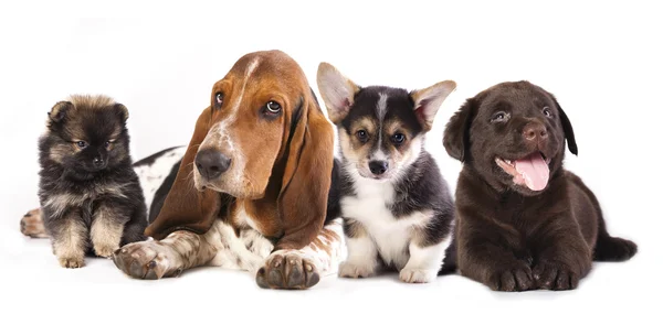 Cães de grupo — Fotografia de Stock