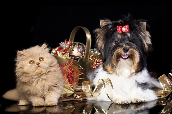 Kitten en pup met kerstversiering — Stockfoto
