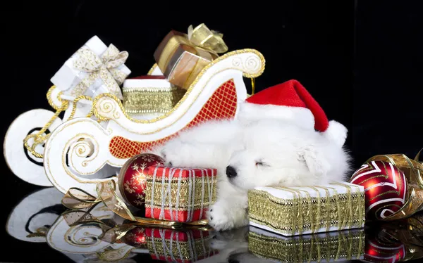 White puppy spitz wearing a santa hat — Stock Photo, Image