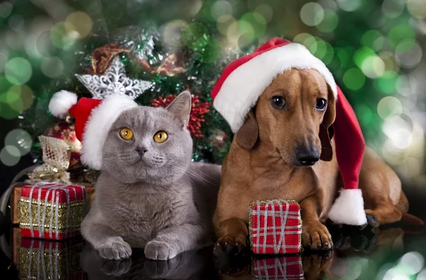 Gatinho britânico e cão dachshund — Fotografia de Stock